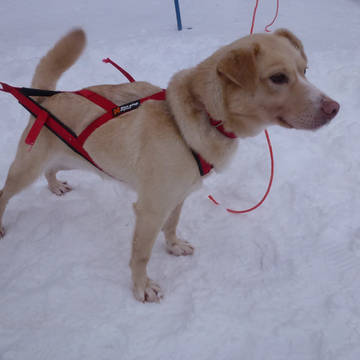 犬