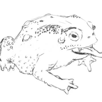 青蛙
