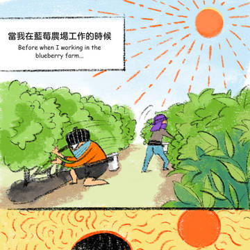 《笑翠鳥kookaburra》