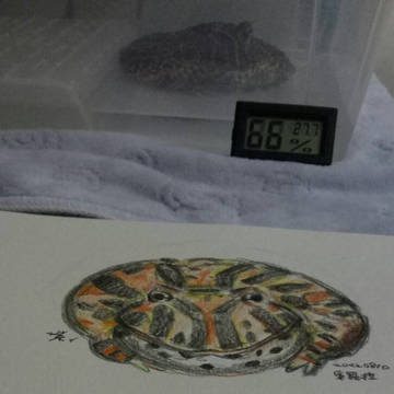 家裡的角蛙