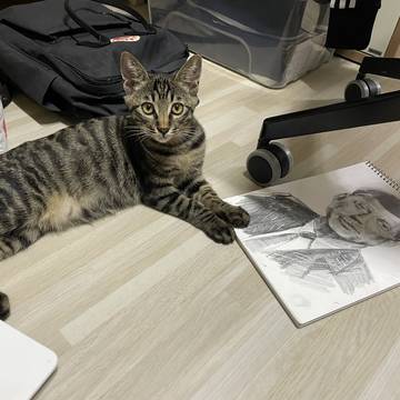 Catnnedy