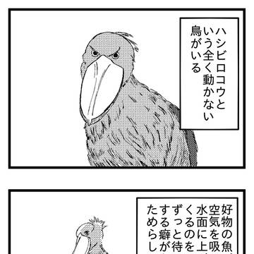 ハシビロコウ