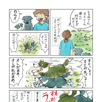 ボーダーコリーにカムってみる