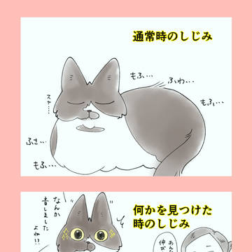 形状自由自在猫