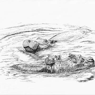 African Hippos