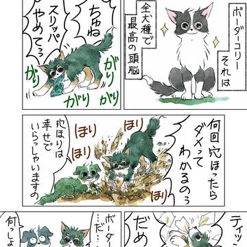 かしこいボーダーコリー