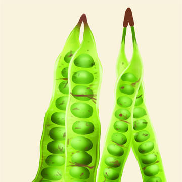Petai Petai Petai