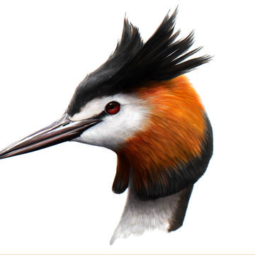 カンムリカイツブリ