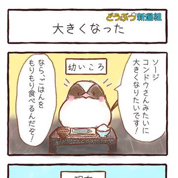【どうぶつ新選組】大きくなった