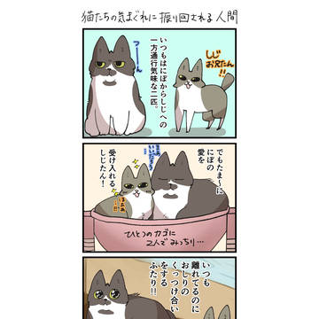 猫たちに振り回される人間