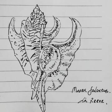 Murex shell