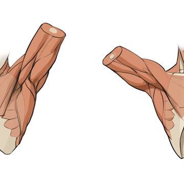 art anatomy