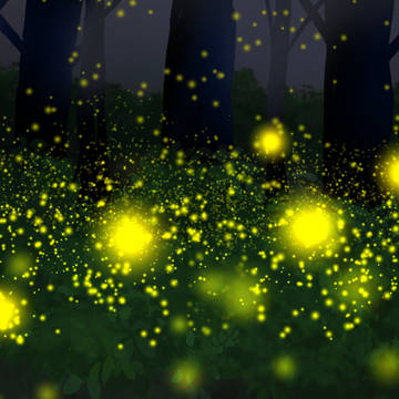 ほたるの森 / Forest of Firefly
