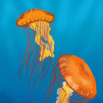 Sea Nettles