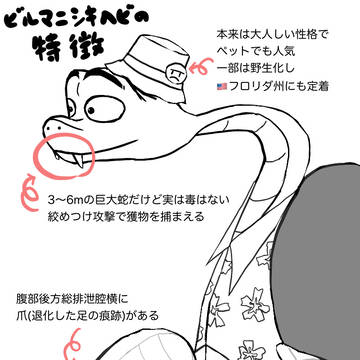 ビルマニシキヘビ