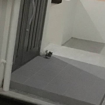 ねこが尊い。死ぬ