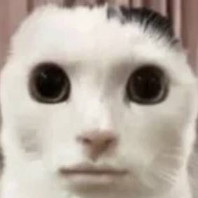 What this cat
