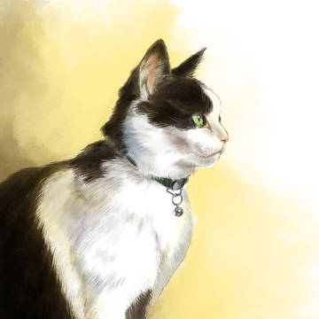 飼い猫