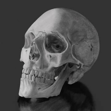 skull_スケッチ