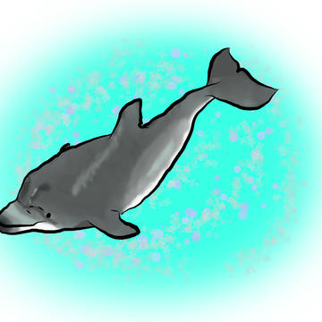 バンドウイルカ