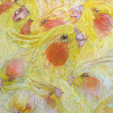 阿亀鸚哥(オカメインコ)