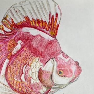 金魚②