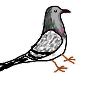 paloma