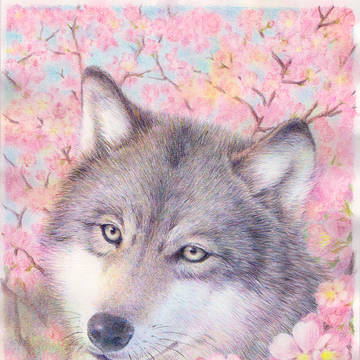 オオカミとチシマザクラ