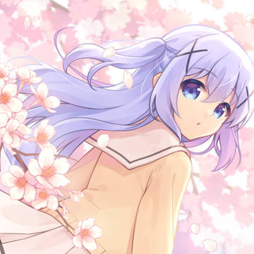 Chino Sakura