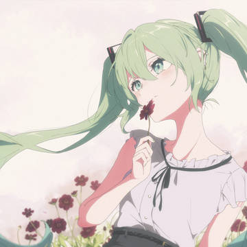 チョコレートコスモス