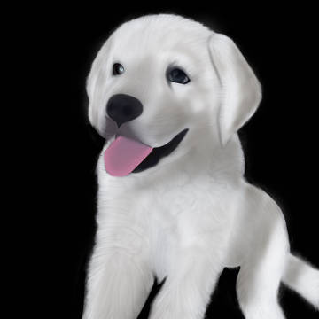 Fluffy dog