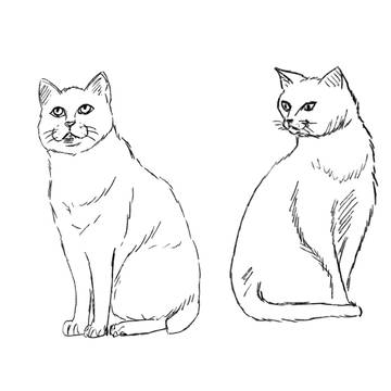 猫模写