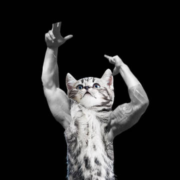 Zyzz cat
