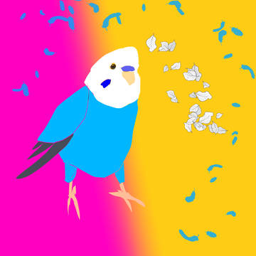 セキセイインコ