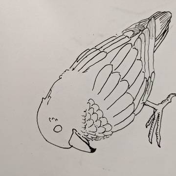 鳥 書き直し