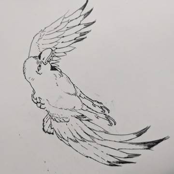 鳥 寝る前