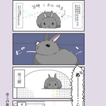 ウサギの話