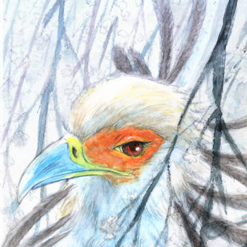 花鳥