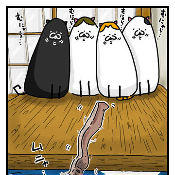 今か今かと スルメを咥える口を見つめる‥ネコ