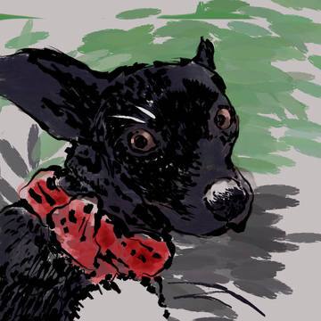 Little dog