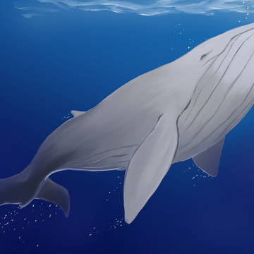 マジで海とか海洋生物描ける人どうやって描いてるんですか