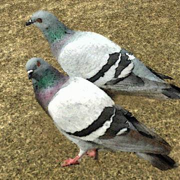 習作~二羽の鳩
