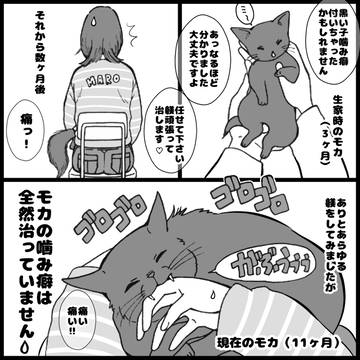 モカの噛み癖
