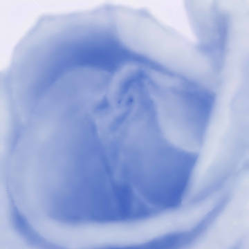 青いバラ リベンジVer