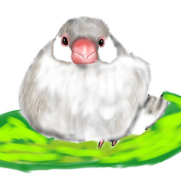 餅文鳥 シルバー