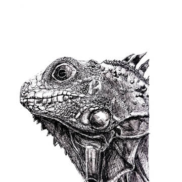 ボールペン1本でイグアナ描きました