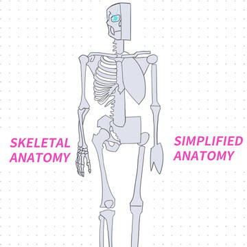 Skeletal anatomy vs simplified s
