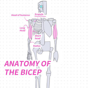 Anatomy of the bicep