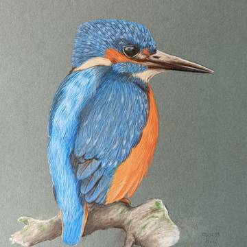Kingfisher