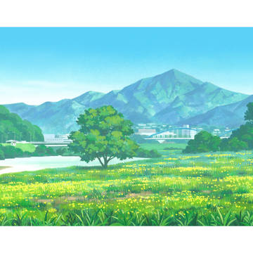 大分川 菜の花